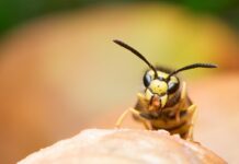 Avispón asesino no llegaría a Colombia: Instituto Humboldt Avispón asesino no llegaría a Colombia: Instituto Humbolt - Itagüí Hoy