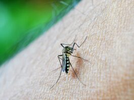 La lucha contra el dengue continúa; autoridades de salud piden estar alertas y consultar si hay síntomas - Itagüí Hoy
