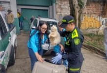Rescatan 17 animales que se encontraban en lamentables condiciones de salud, en el barrio Campo Valdés de Medellín.