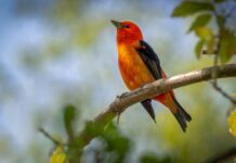 Envigado participará del evento de observación de aves más grande del mundo