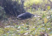 En Envigado una nueva especie de mamífero fue registrada en áreas protegidas