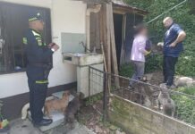 ¡Indignante!, criadero ilegal de perros en Sabaneta tenía 44 animales en precarias condiciones