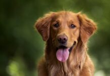 Con asistencia de Caninos buscan ayudar a la salud de pacientes de hospital de Envigado