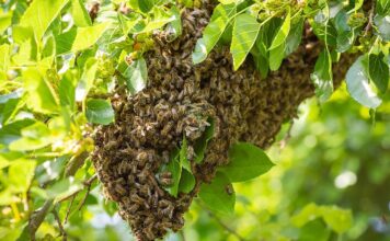Adulto mayor murió tras ser atacado por abejas en Heliconia