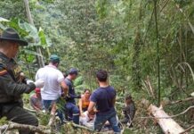 En Liborina un hombre murió luego de que árbol que estaba cortando le cayera encima