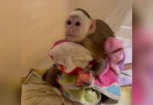 Un mono capuchino que se encontraba en cautiverio fue rescatado de una vivienda en Envigado