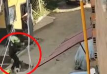 Un policía le disparó a un perro cuando lo atacó en un operativo en Caldas