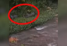 ¡Qué lindos!, varios zorros perros fueron avistados en Caldas