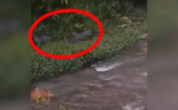 ¡Qué lindos!, varios zorros perros fueron avistados en Caldas