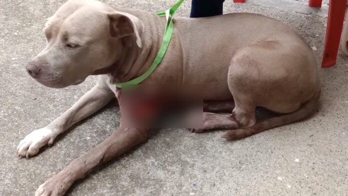 Perrita maltratada en Ebéjico