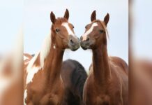 En Caldas se robaron dos caballos que habían sido adoptados