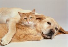 Así puede cuidar a sus perros y gatos de la pólvora en esta temporada decembrina