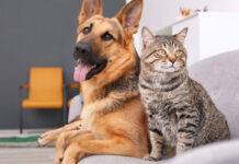 ¡Aproveche!, esta semana habrá esterilización gratuita de perros y gatos en Caldas