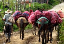 Así transitaban por caminos peligrosos los arrieros en Antioquia