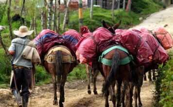 Así transitaban por caminos peligrosos los arrieros en Antioquia