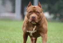 Las autoridades buscan al dueño de un Pitbull que atacó a una niña en Medellín