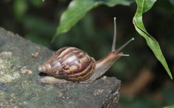Caracol africano: una amenaza en expansión por Antioquia