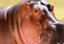 ¡Adiós a Vanessa! La hipopótamo insignia de la Hacienda Nápoles