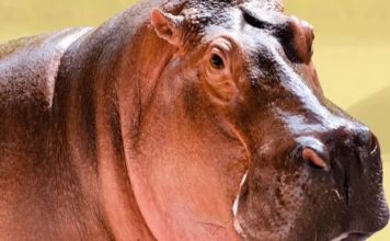 ¡Adiós a Vanessa! La hipopótamo insignia de la Hacienda Nápoles