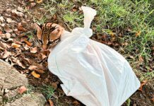 Ocelote fue rescatado en el municipio de Copacabana