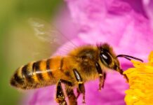 200 mil abejas fueron envenenadas en Alejandría