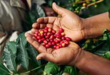 ¡Nuevo Récord! El café colombiano sube a su mayor precio en 16 meses