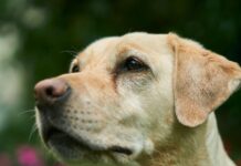 Canino fue rescatado en Rionegro tras caer a un pozo