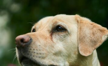 Canino fue rescatado en Rionegro tras caer a un pozo