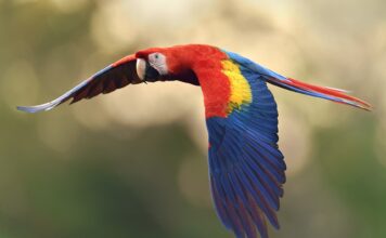 Trio de guacamayas bandera deslumbra a residentes de un sector de Medellín