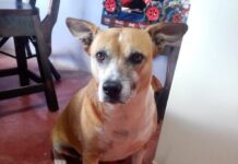 Indignación en El Carmen de Viboral por el asesinato de una perrita