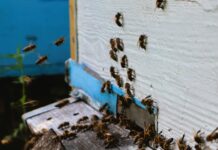 Ataque de abejas en Girardota deja varios jóvenes heridos