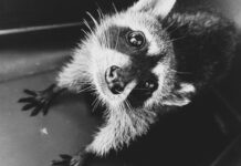 Un mapache falleció después de ser recuperado de cautiverio