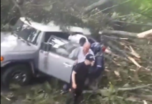 Árbol caído en la vía las Palmas