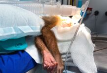 Médicos especialistas han salvado la vida de 187 animales silvestres