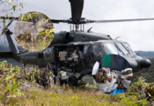 Tigrillo lanudo y zorro son liberados en el Oriente antioqueño tras su recuperación