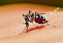 Reportan más de 1.400 casos de dengue en Antioquia