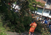 ¡Ojo! se desplomó un árbol en la avenida 33 ¡Ojo! se desplomó un árbol en la avenida 33