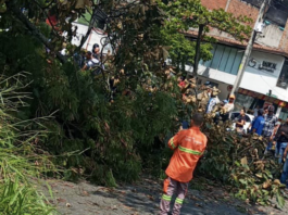 ¡Ojo! se desplomó un árbol en la avenida 33