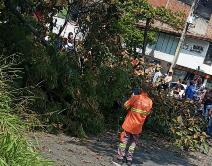 Medellín, Avenida 33 ¡Ojo! se desplomó un árbol en la avenida 33