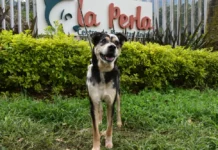 Adoptar una mascota: Un acto de amor que puede cambiar vidas Adoptar una mascota: Un acto de amor que puede cambiar vidas