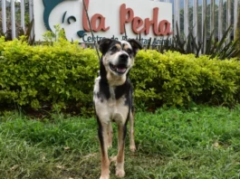 Adoptar una mascota: Un acto de amor que puede cambiar vidas