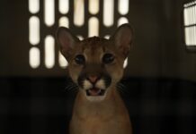 Puma rescatado en el Valle de Aburrá muestra signos de domesticación