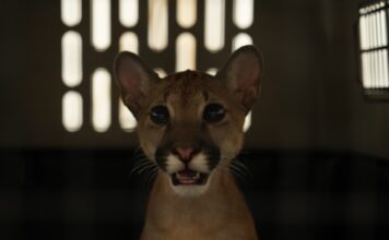 Puma rescatado en el Valle de Aburrá muestra signos de domesticación