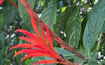 Descubren en Cerro Tusa una especie jamás vista Una nueva especie que sorprende a la ciencia