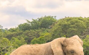 Murió Rania, la icónica elefanta de la Hacienda Nápoles a sus 75 años