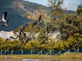 Un santuario inesperado: la PTAR de La Ceja y su riqueza en aves