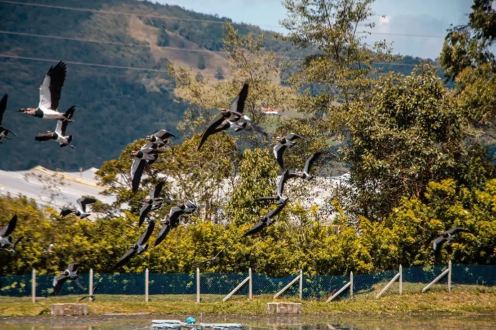Aves-2 Un santuario inesperado: la PTAR de La Ceja y su riqueza en aves