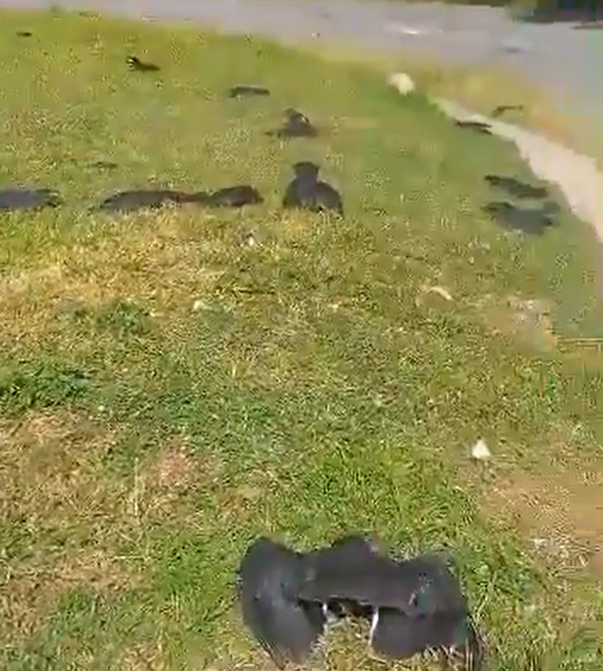 El envenenamiento de más de 20 gallinazos en Yarumal causa alarma en Antioquia 1 El envenenamiento de más de 20 gallinazos en Yarumal causa alarma en Antioquia
