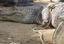 Inesperado hallazgo en el río Porce: pescadores capturan un caimán en Amalfi Inesperado hallazgo en el río Porce: pescadores capturan un caimán en Amalfi