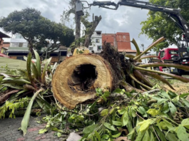 San Rafael le dice adiós al Cabuyo, el árbol que marcó su historia por más de un siglo
